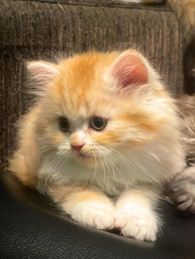 แมวส้มนำโชค-(ชาย)เกิด13/10/68 3