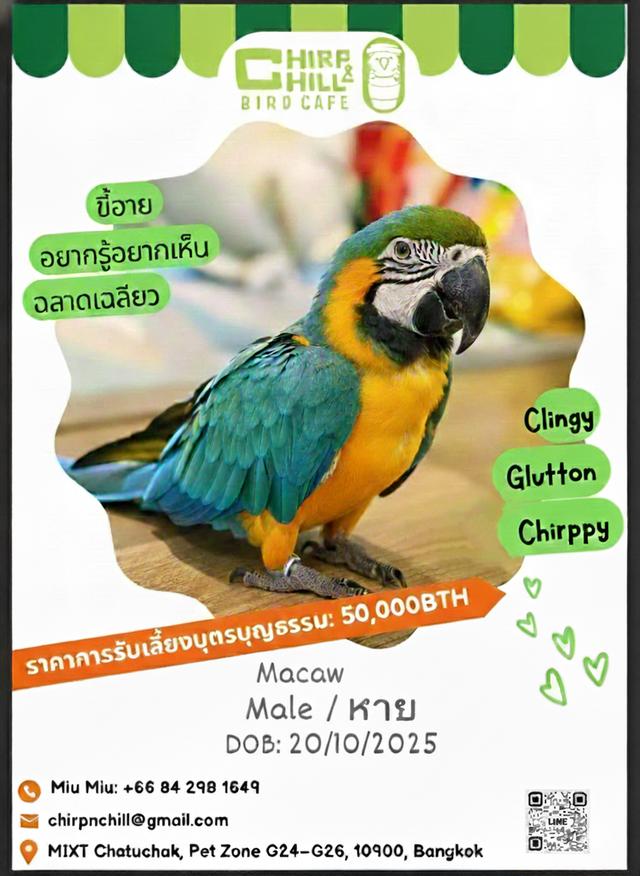 Chirp & Chill Bird Cafe