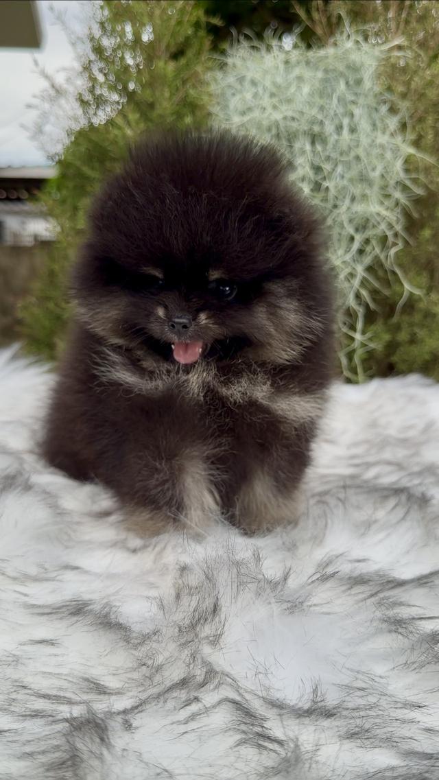 น้องปอมเมอเรเนียนเกรดคุณหนู