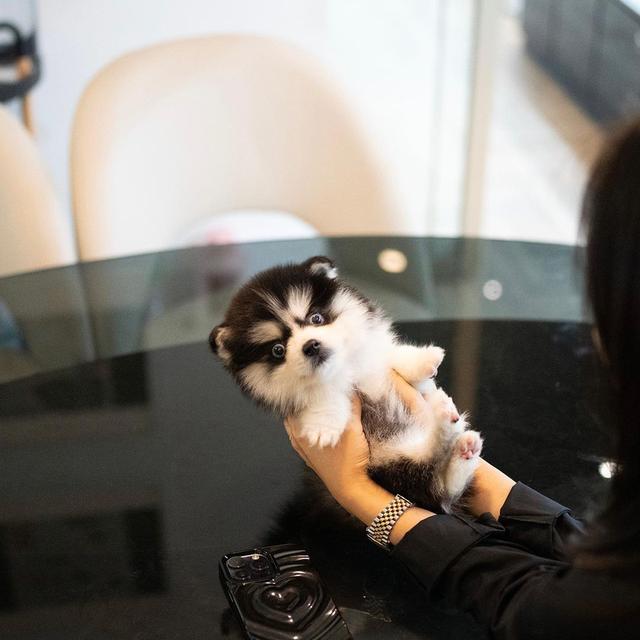 Pomsky Puppies | WhatsApp me : +66 63 826 3042 รูปที่ 3