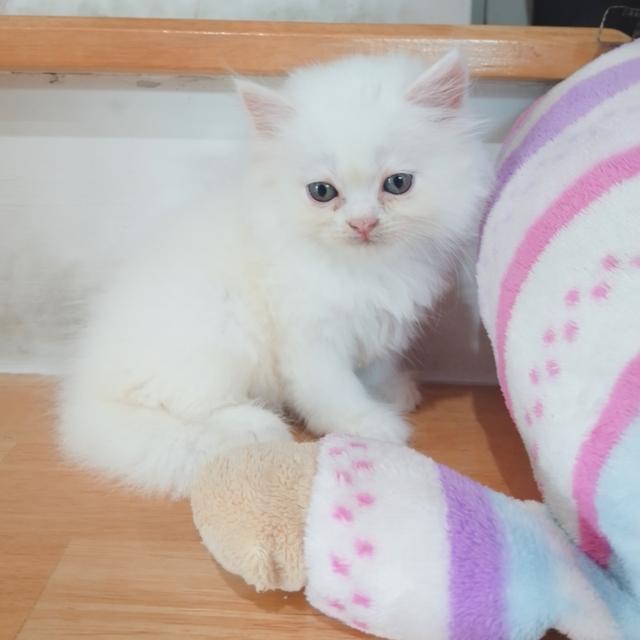 ขายลูกแมวเปอร์เซียน่ารัก ผู้ชาย ผู้หญิง พระรามสอง เทียนทะเล รูปที่ 16