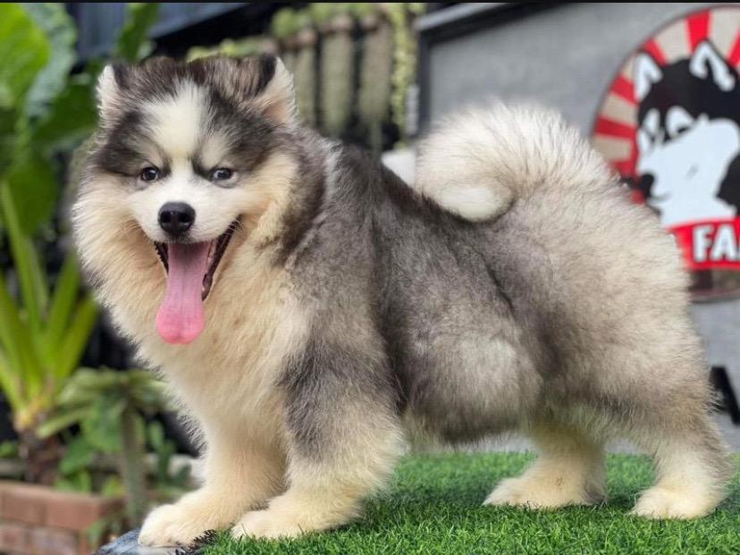 Siberian Husky 3