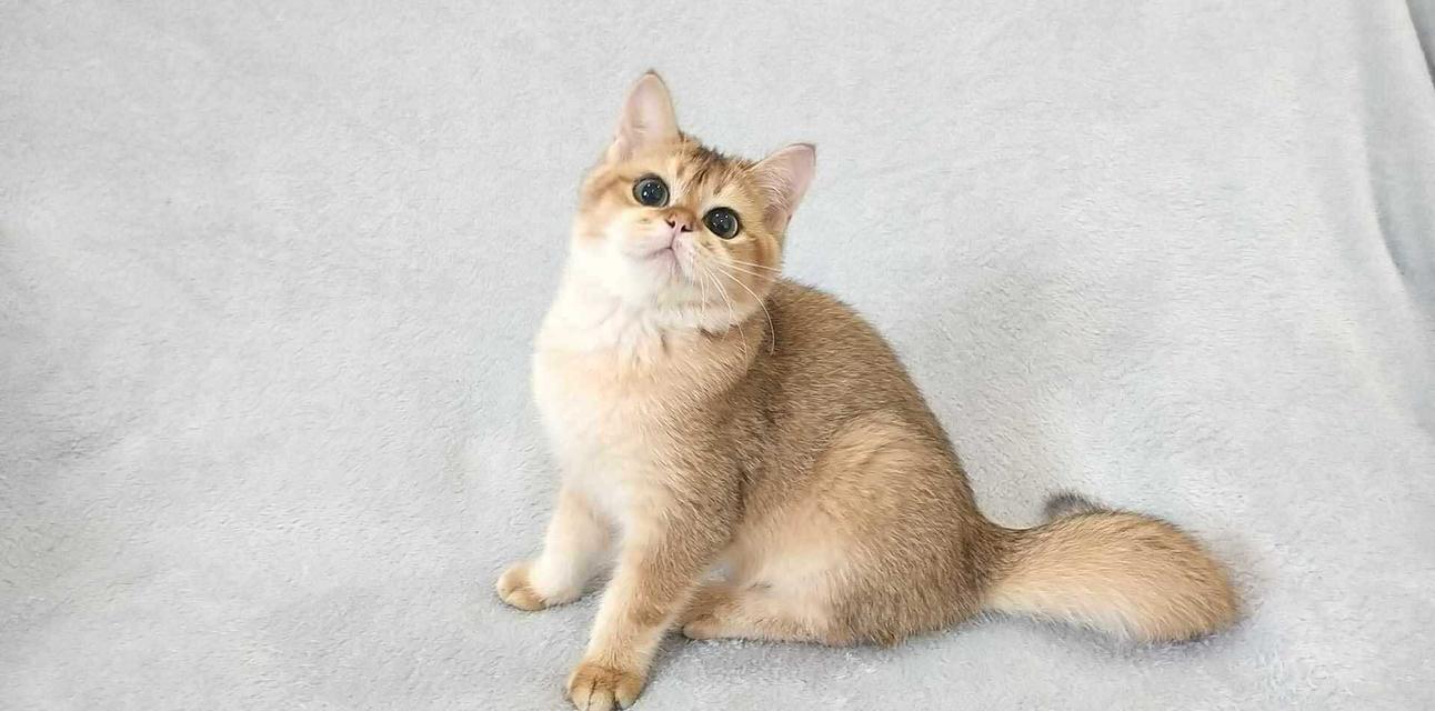 British Shorthair BOY