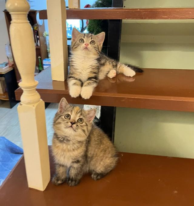 แมวสก๊อต ☘️😁😡🙂🙂😁ffcg