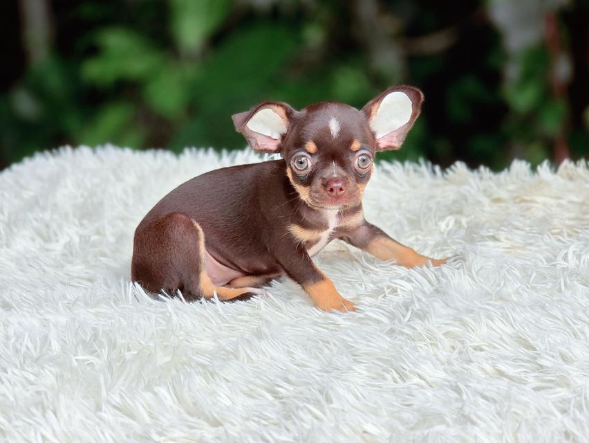 น้องคาเทียร์ชิวาวาขนสั้นสีช็อคเพศเมียวัคซีนแล้วมีส่งเก็บปลายทาง