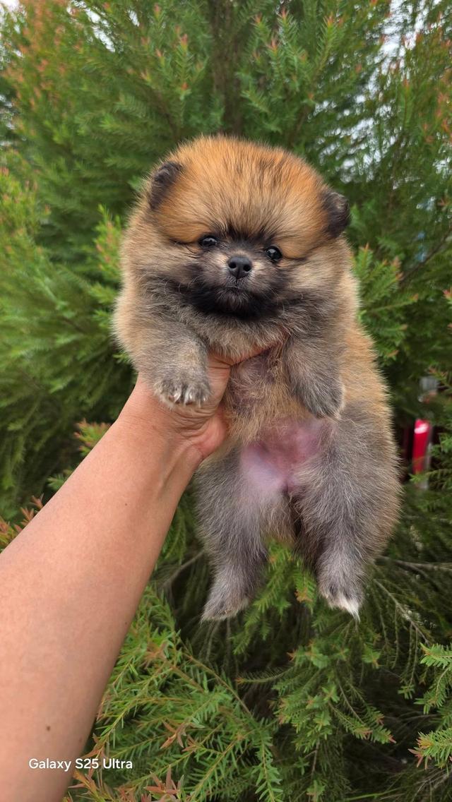 ลูกสุนัขพันธุ์ปอมเมอเรเนียน