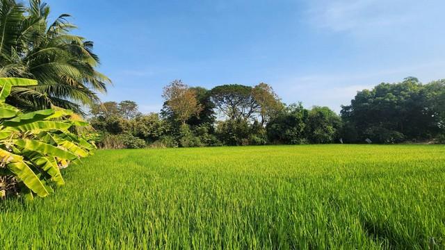 ให้เช่าที่ดิน ที่ดินติดถนนใหญ่ คลองสิบ-คลองสิบสี่ เขตหนองจอก 2