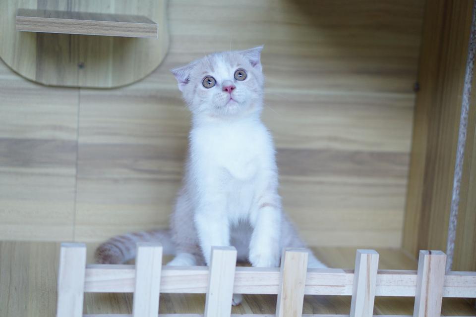 สก็อตทิช เพศผู้  หูพับ รูปที่ 4