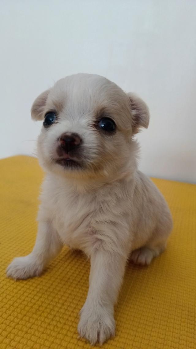 สุนัขชิวาวาแท้ เพศเมีย สุขภาพแข็งแรง รูปที่ 2