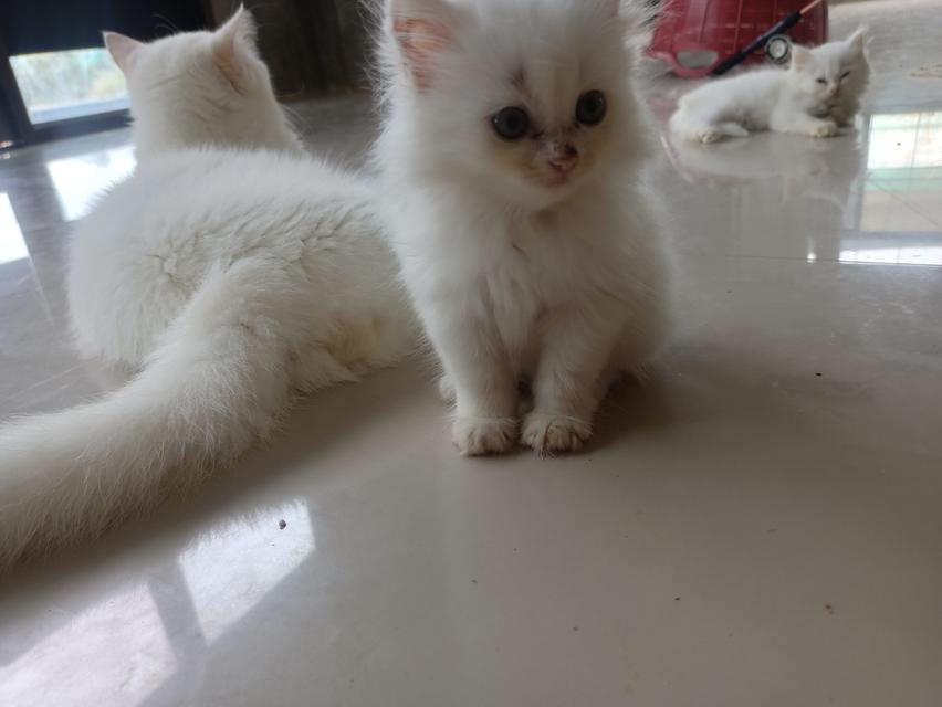 บริติช+เปอร์เซียขาวปุกปุย 3