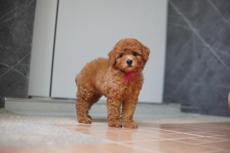 พุดเดิ้ลทอย สีน้ำตาลเข้ม