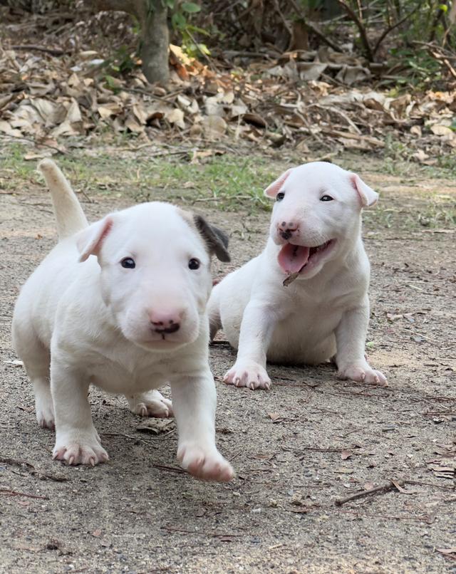 สุนัขบลูเทอเรีย Bullterrier std รูปที่ 8