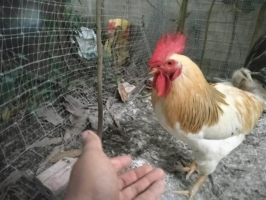 ไก่ไข่พ่อพันธุ์ไลทซันเช็คhybrid รูปที่ 1