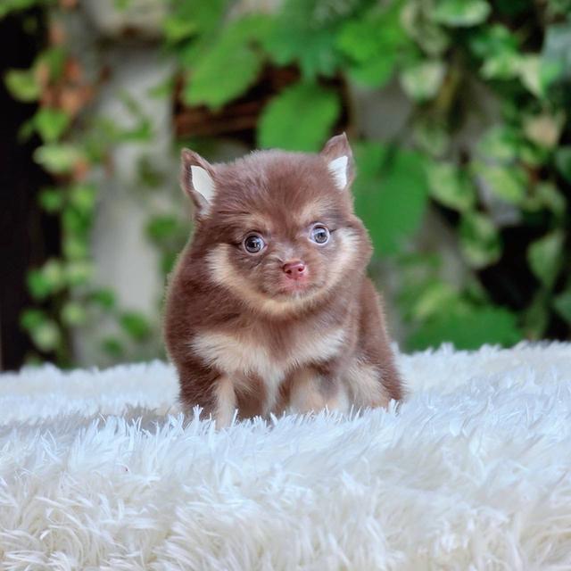 ชิวาวาแท้ขนยาว สีช็อค เพศผู้ 3