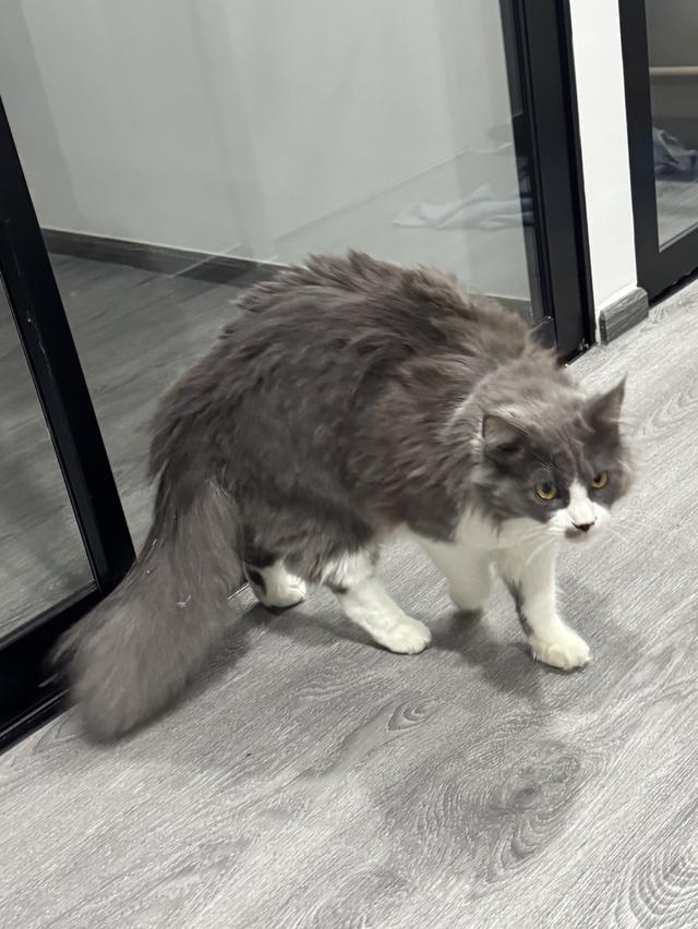 แมวเมนคูนเปอร์เซีย 5