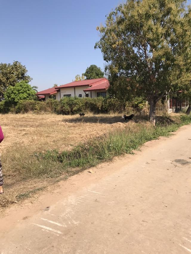 ที่ดินสวยมีโฉนดต้องการขายด่วนนน 4