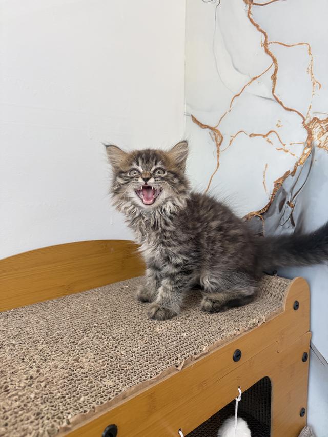 ลูกแมวพันธุ์เปอร์เซีย รูปที่ 5