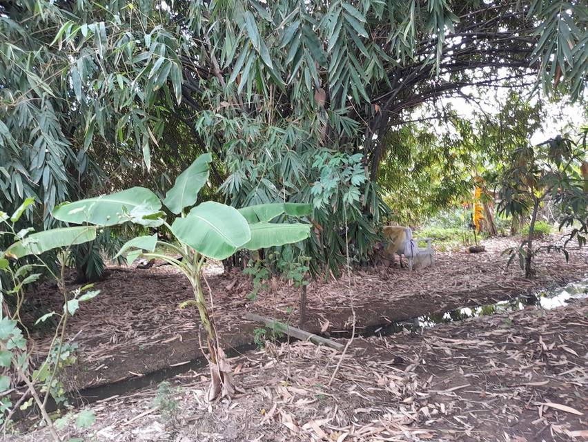 บ้านเดี่ยว สร้างโดยเจ้าของเก่า 4