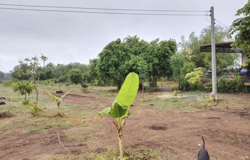 ขายด่วนบ้านพร้อมที่ดิน 4
