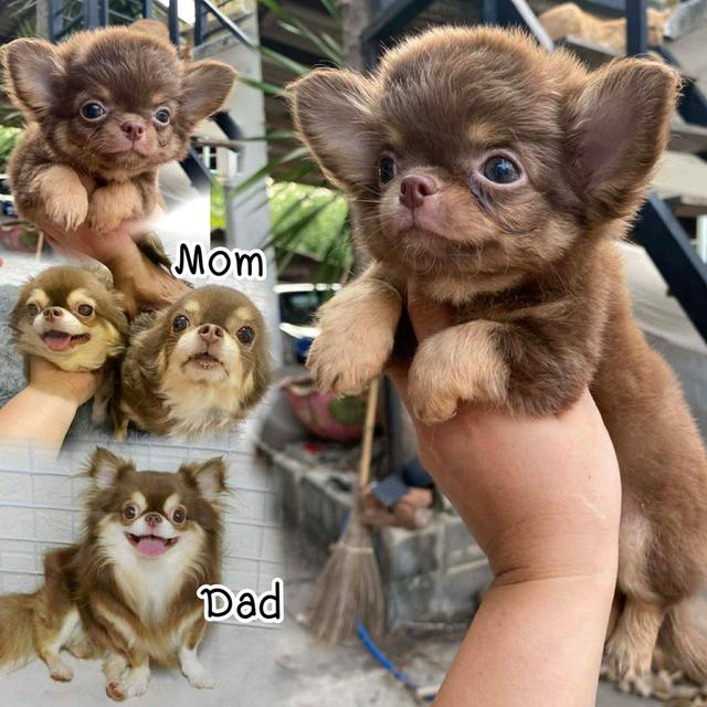 สุนัขพันธุ์ชิวาวาขนยาว รูปที่ 5