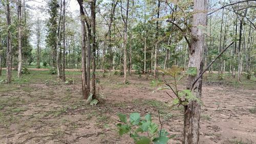 ที่ดินพร้อมสวนป่าสัก 8-2-21 ไร่ ต.ทุ่งยั้ง อ.ลับแล จ.อุตรดิตถ์ รูปที่ 9