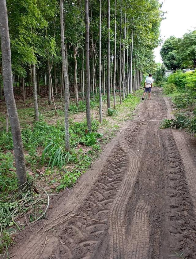 ขายบ้านสวนพร้อมที่ดินอำเภอจักราชจังหวัดนครราชสีมา บ้านหนองคล้าถนนเทศบาล20ซอย4 รูปที่ 5