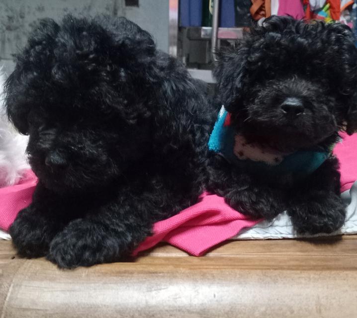 ขายลูกสุนัขพันธุ์พุดเดิ่ล