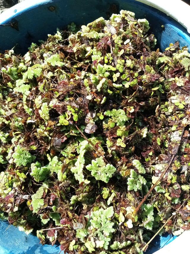 แหนแดน แหนเป็ดอาหารสัตว์ 4