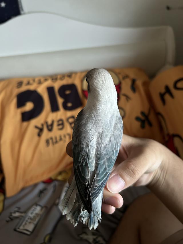 นกแก้วเลิฟเบิด  เชื่อง รูปที่ 2