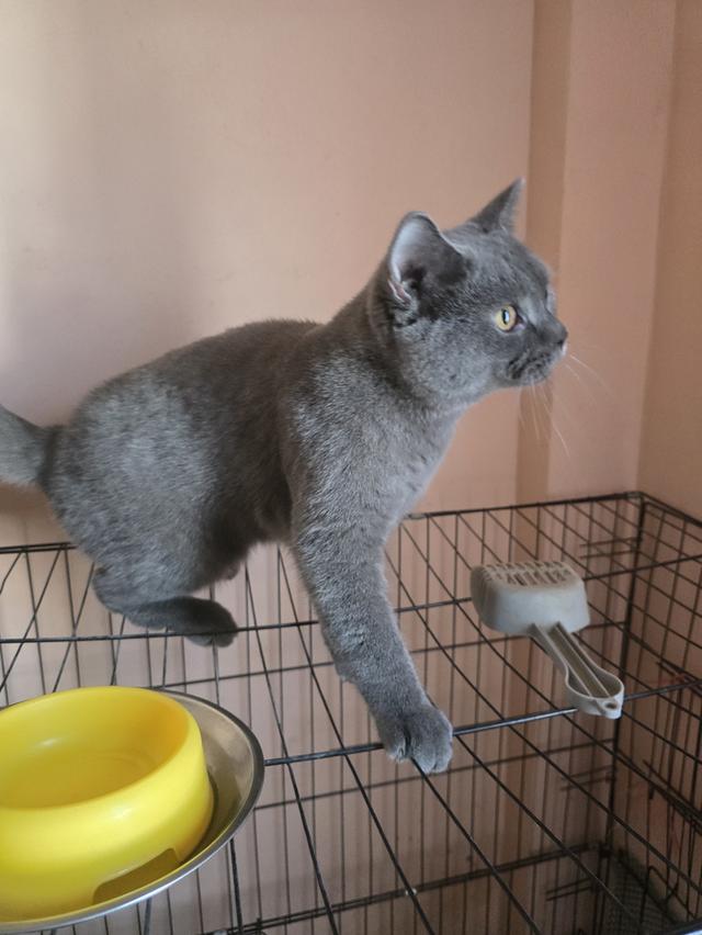 ลูกแมวบริติชช็อตแฮร์สายเลือดแชมป์ รูปที่ 2