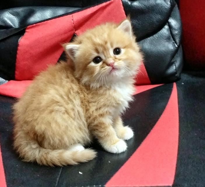 แมวเปอร์เซียลพบุรีผู้ชาย