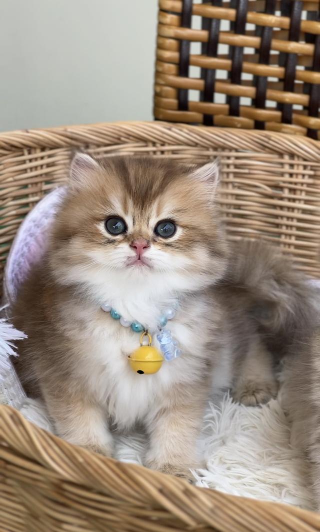 🧒 เด็กชายบริติช ตะมุตะมิ