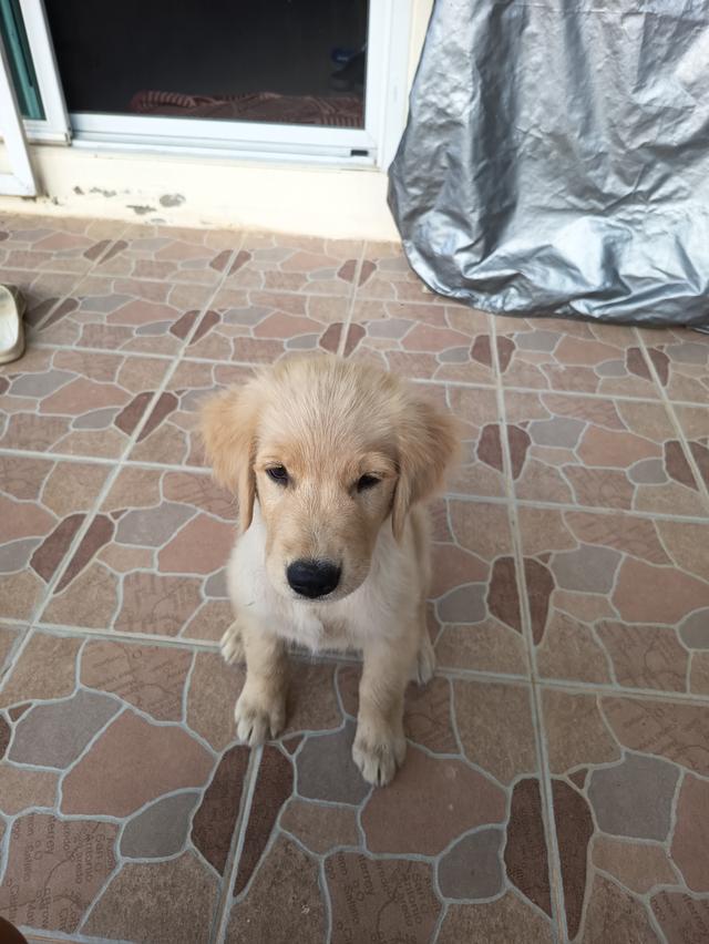 ลูกสุนัขโกลเด้น 2 เดือน พร้อมฉีดวัคซีน เพศ ญ