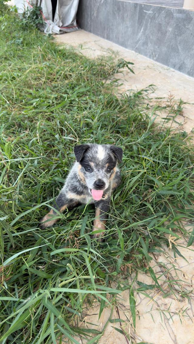 Australian Cattledog รูปย่อยที่ 3