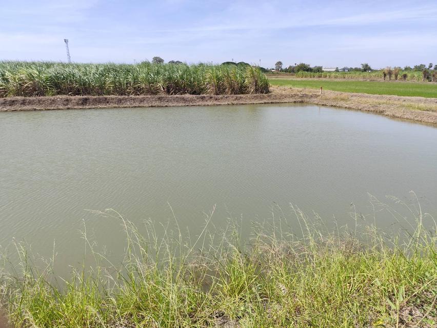 ขายที่ดิน แปลง 5 ไร่ โฉนดถูกต้อง ที่ใกล้ มหาวิทยาลัย เกษตร นครปฐม ร้อยกว่าเมตร แบ่งขายได้ เหมาะโครงการ ใกล้ มหาลัยเกษตรศาสตร์ 3