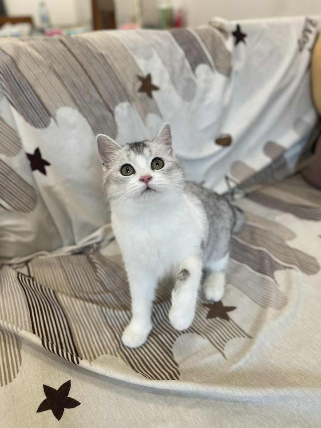 สาวสก็อต 14