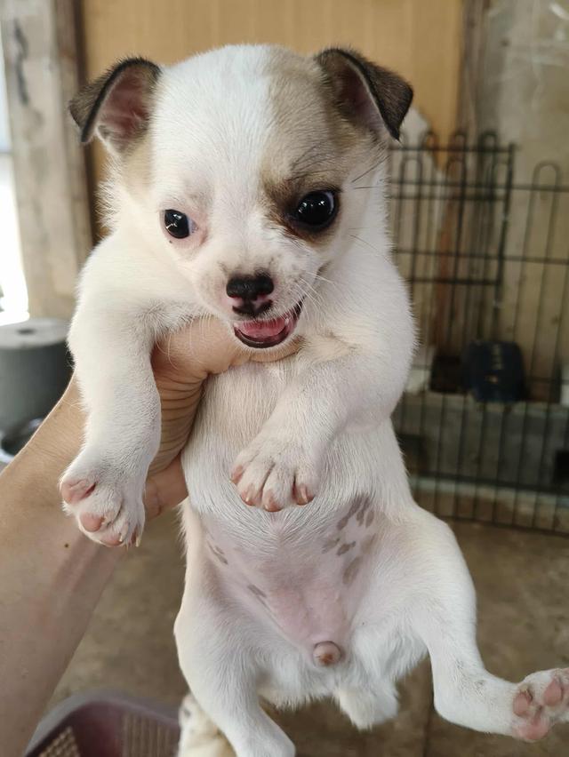 ชิวาว่าเเท้ขนสั้น ญ.