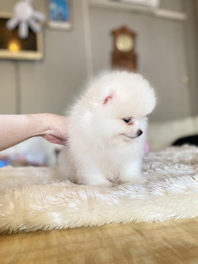 ปอมแท้ อ้วนกลมหมี พร้อมเลี้ยง 4