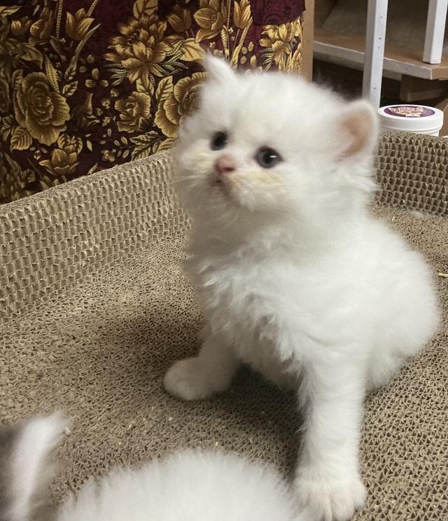 🌈ลูกแมวเปอร์เซียสายตรง ตาฟ้า น้องหน้าบี้หน้าหล่น และ หน้าตุ๊กตา เปิดกล้องดูน้องได้ สนใจสอบถามเน้นส่งถึงมือน้องปลอดภัยค่ะ รูปที่ 15