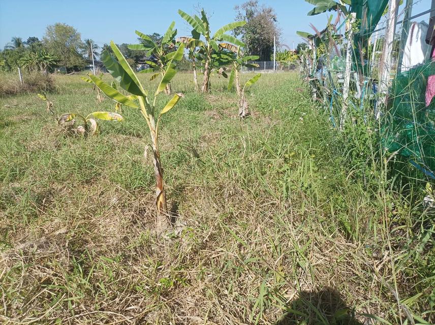 ขายที่ดิน 78ตร.ว. ต.สง่าบ้าน อ.ดอยสะเก็ด จ.เชียงใหม่ 8