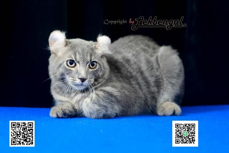 ขายลูกแมวจอมกวน อเมริกันเคิร์ล สีบลู หางกระต่าย (bobtail) สายพันธุ์แท้ 
