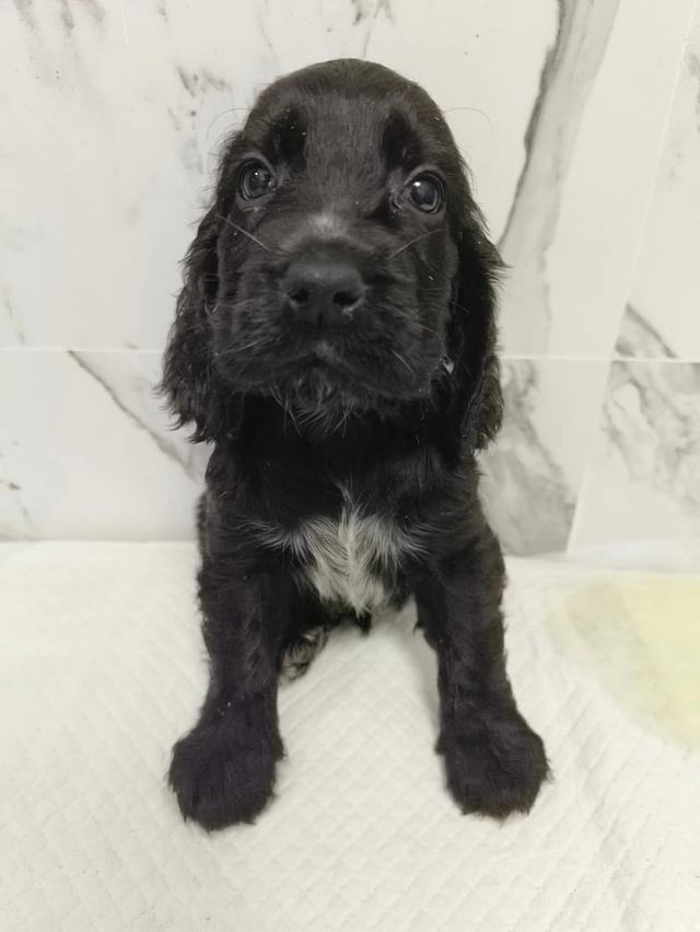 ลูกสุนัขพันธุ์อิงลิชค็อกเกอร์สเปเนียล