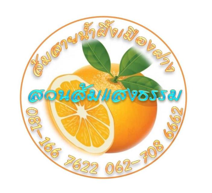 รูป ส้มสายน้ำผึ้ง 2