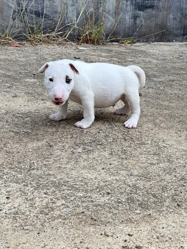 บลูเทอเรีย Bullterrier std