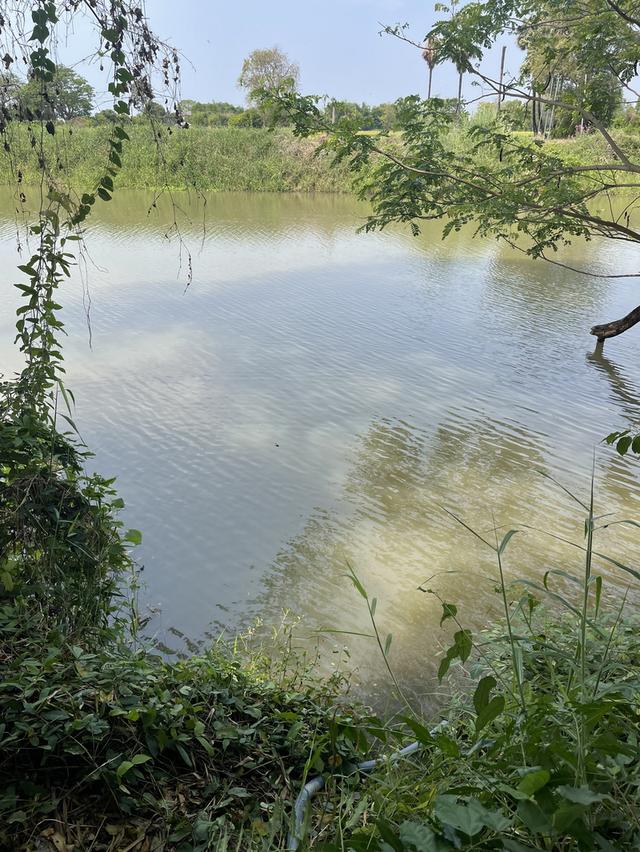 ทึดิน 4 ไร่ ทีสวย ไม้ใหญ่ยางนา 80++ ตำบลปากน้ำ เดิมบางนางบวช สุพรรณบุรี 6