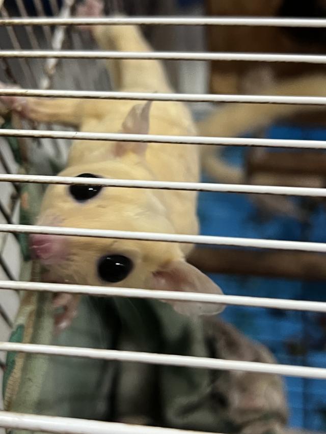 ชูการ์ไกลเดอร์สีขาวล้วน 3