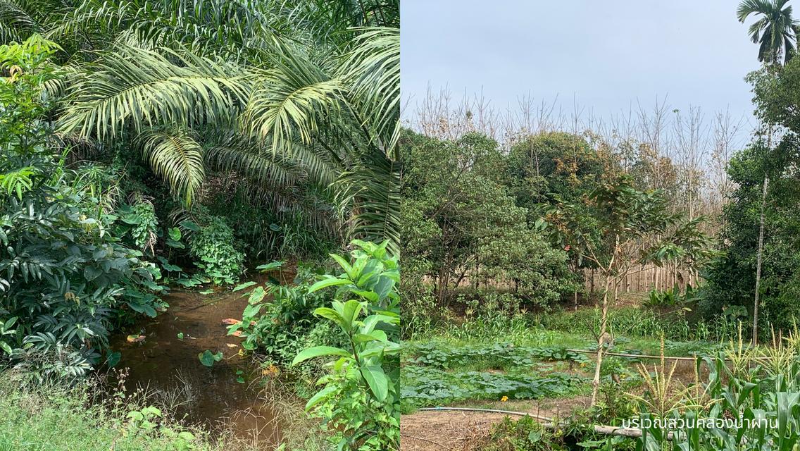 ขายที่ดินพร้อมสวนปาล์มและสวนยางพารา เนื้อที่รวม 52 ไร่ อำเภอกะเปอร์ จังหวัดระนอง 5