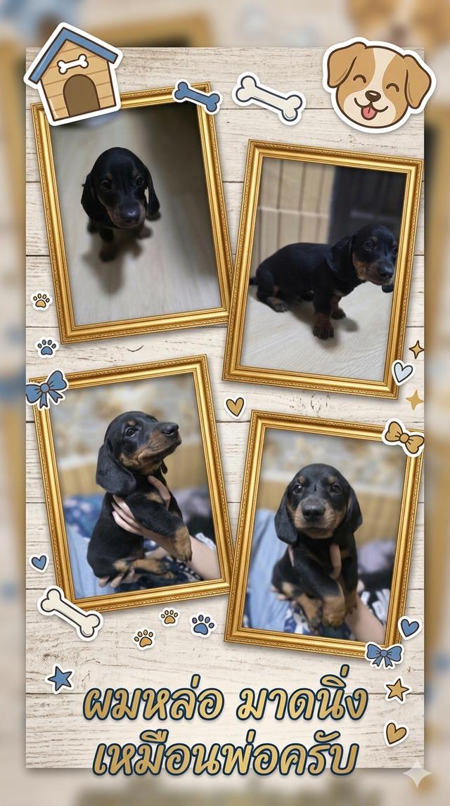 สุนัขสายพันธุ์ดัชชุน