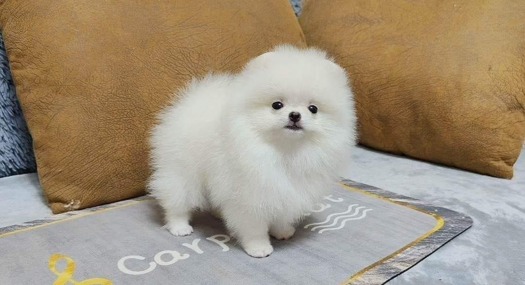 Pomeranian puppies available for sale รูปที่ 3