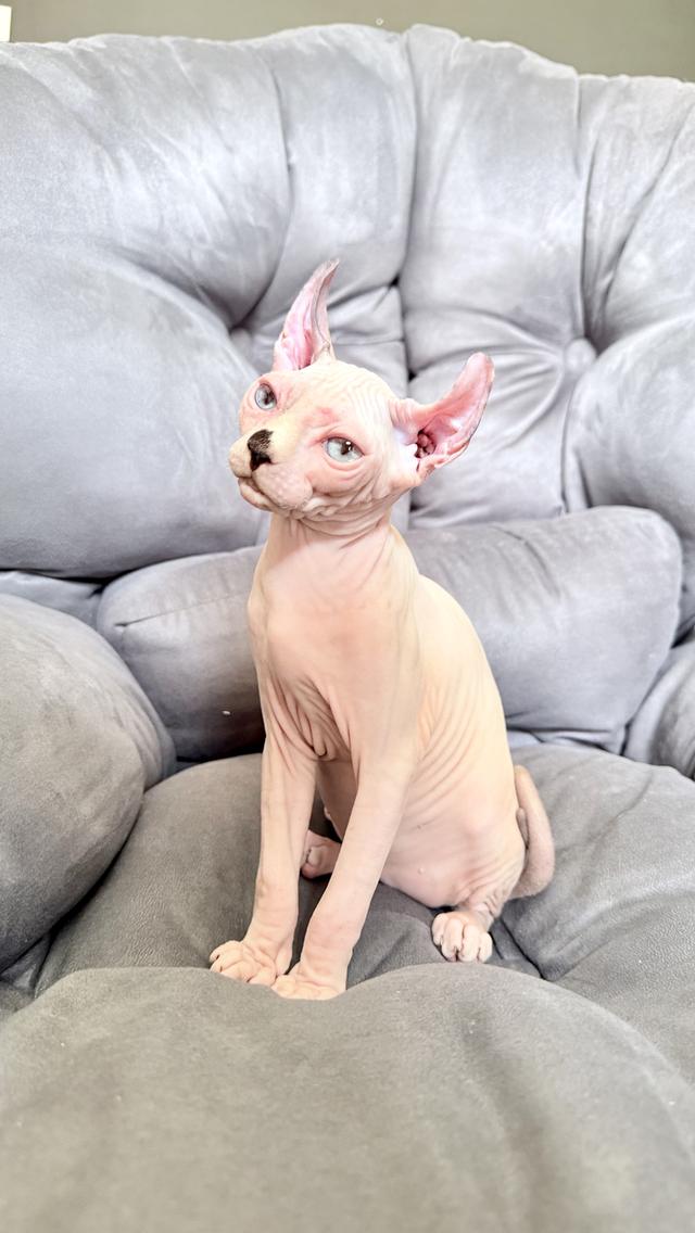 แมว สฟิงซ์ เพศเมีย Sphynx cat รูปที่ 11